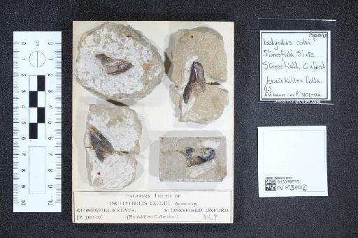 Ischyodus colei infraphylum Gnathostomata Agassiz, 1843 - 010039876_L010041001