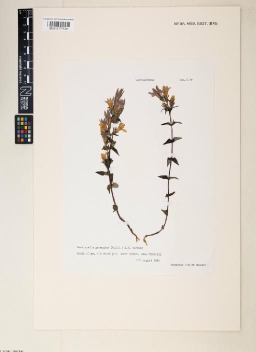 Gentianella germanica (Willd.) Boerner - 015178559