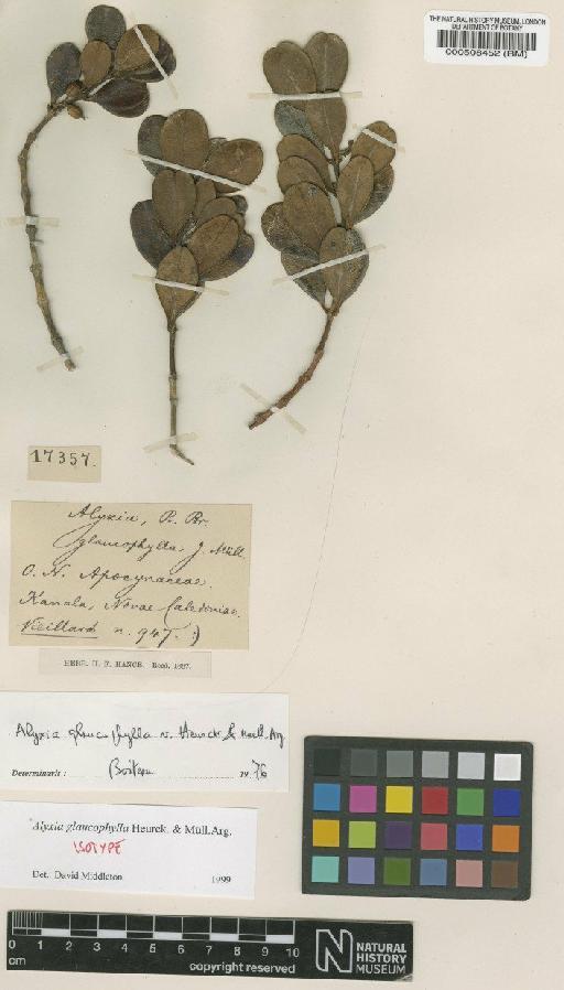 Alyxia glaucophylla Van Heurck & Müll.Arg. - BM000508452