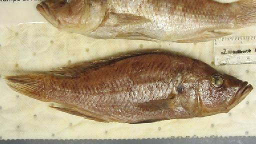 Serranochromis janus Trewavas, 1964 - BMNH 1964.6.1.7-10, PARATYPES, Serranochromis janus b