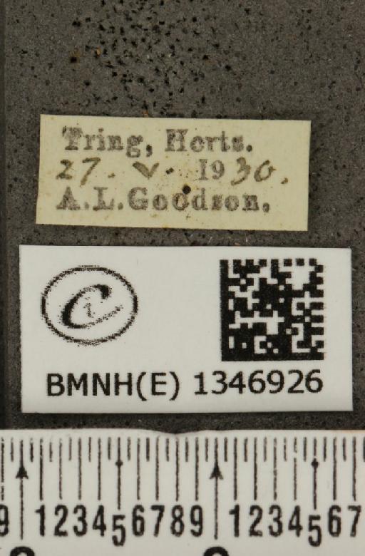 Cupido minimus ab. obsoleta Tutt, 1896 - BMNHE_1346926_label_150623