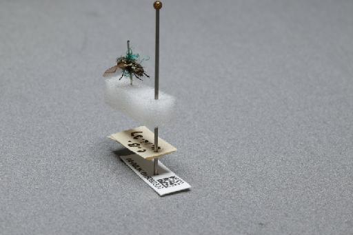 Sarcophaga (Myorhina) nigriventris Meigen, 1826 - 015092320_additional_2