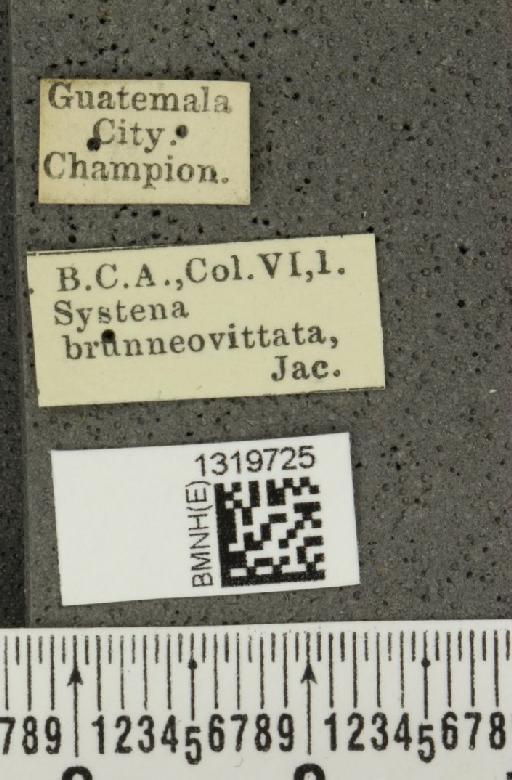 Systena brunneovittata Jacoby, 1884 - BMNHE_1319725_label_26692