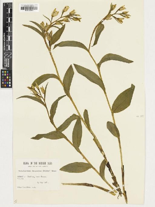 Cephalanthera damasonium (Mill.) Druce - BM001003960