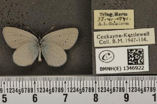 Cupido minimus ab. obsoleta Tutt, 1896 - BMNHE_1346922_150619