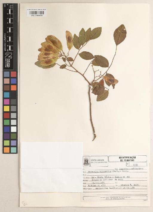 Dalbergia frutescens (Vell.) Britton - BM013406456
