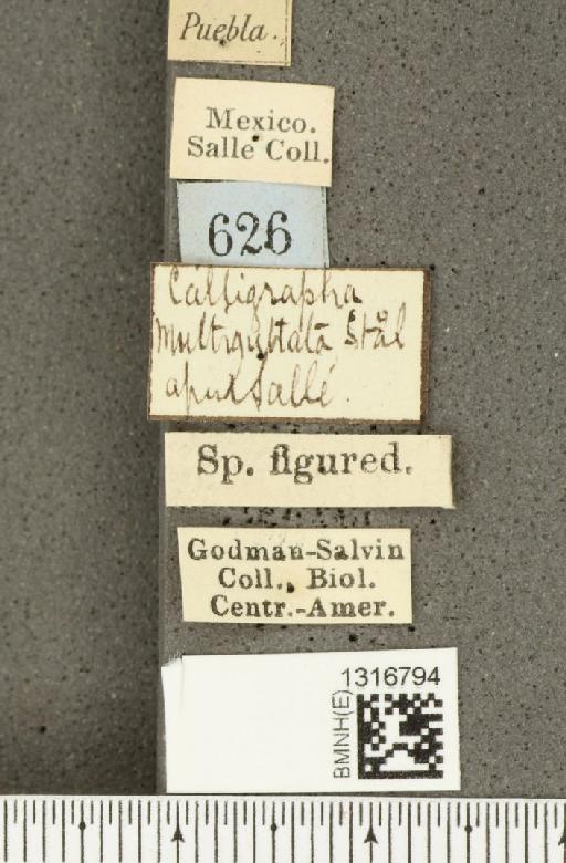 Calligrapha (Polyspila) multiguttata Stål, 1859 - BMNHE_1316794_label_15923