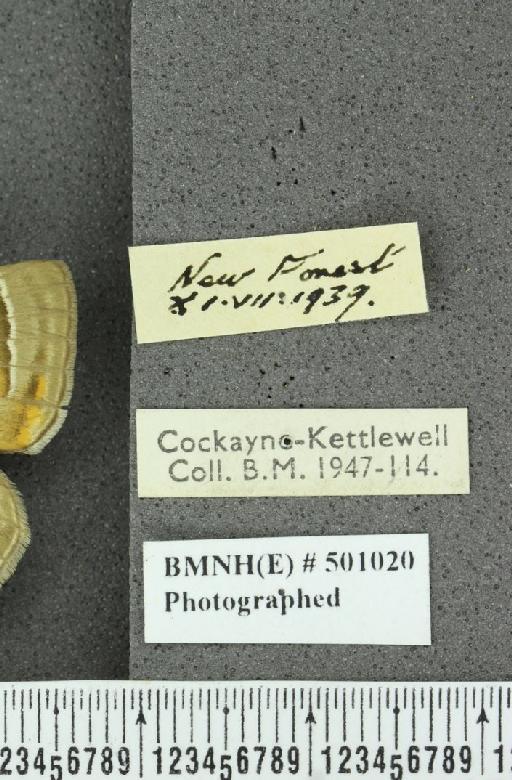 Neozephyrus quercus ab. aurantia-excessa Tutt, 1907 - BMNHE_501020_label_94250