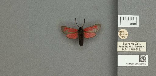Zygaena (Mesembrynus) purpuralis purpuralis (Brünnich, 1763) - 015189913_775459_1477570