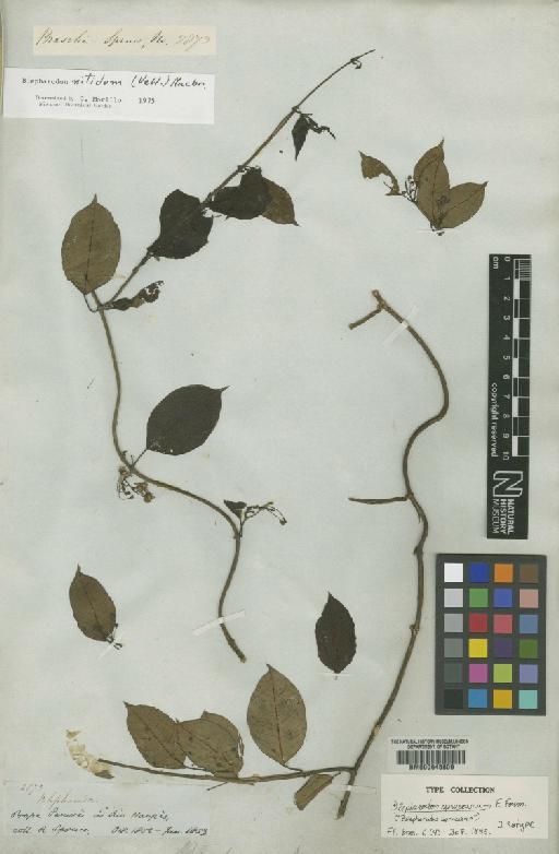 Blepharodon nitidum (Vell.) J.F.Macbr. - BM000645809