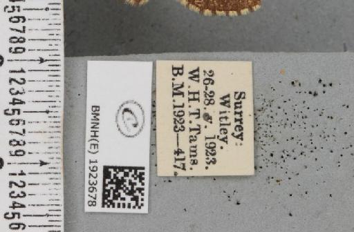 Ematurga atomaria (Linnaeus, 1758) - BMNHE_1923678_label_488262