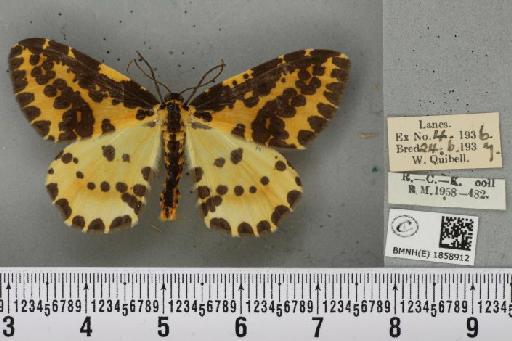 Abraxas grossulariata (Linnaeus, 1758) - BMNHE_1858912_416677