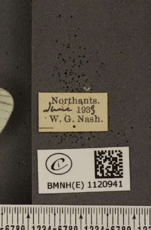 Leptidea sinapis sinapis Linnaeus, 1758 - BMNHE_1120941_label_74717