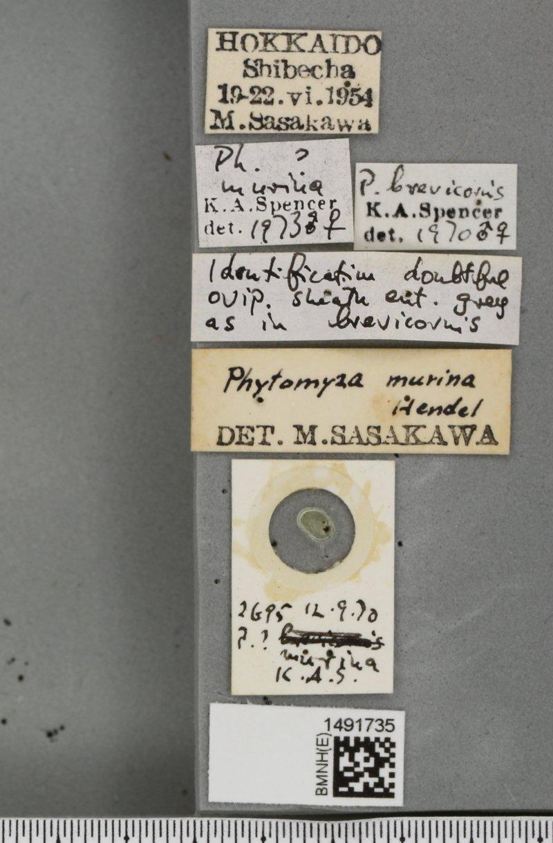 Phytomyza murina