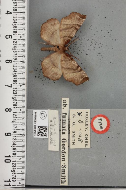 Selenia dentaria ab. fumata Smith, 1949 - BMNHE_1881985_447488