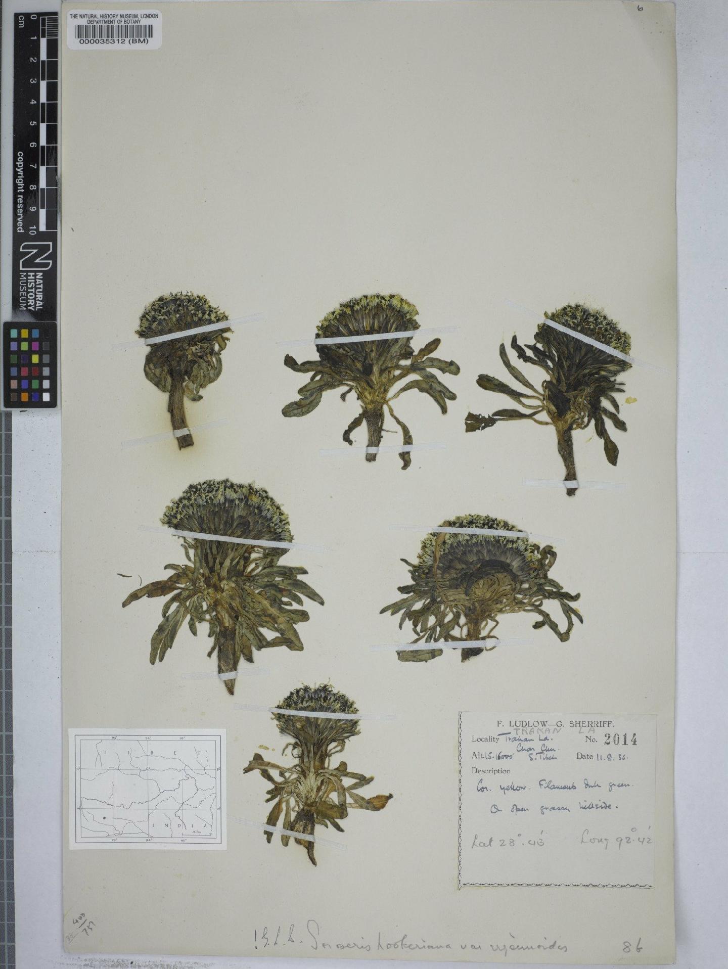 To NHMUK collection (Soroseris hookeriana (C.B.Clarke) Stebbins; NHMUK:ecatalogue:9148930)
