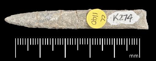 Passaloteuthis milleri (Phillips, 1867) - PI CC 1140 - belemnite