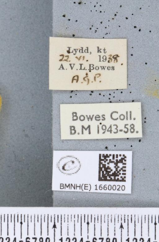 Setina irrorella (Linnaeus, 1758) - BMNHE_1660020_label_258759