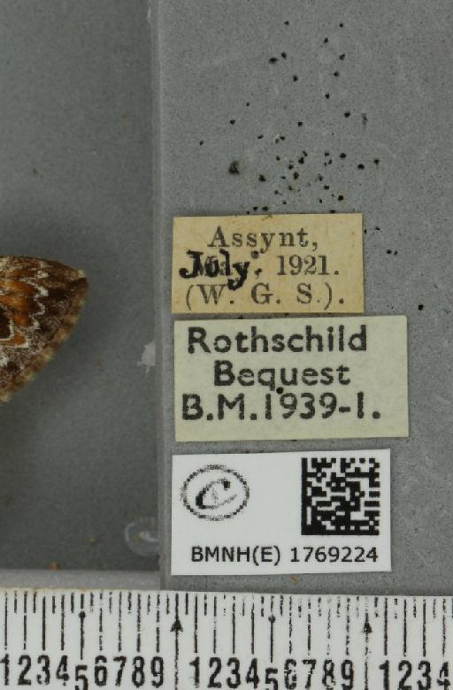 Dysstroma truncata truncata (Hufnagel, 1767) - BMNHE_1769224_label_349917