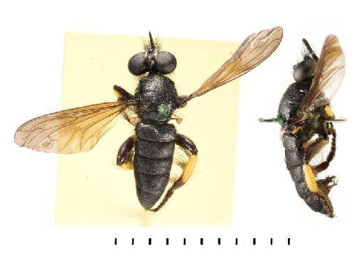 Laphria multipunctata Oldroyd, 1974 - NHMUK 012804992 Laphria multipunctata ST whole body dorsal and lateral