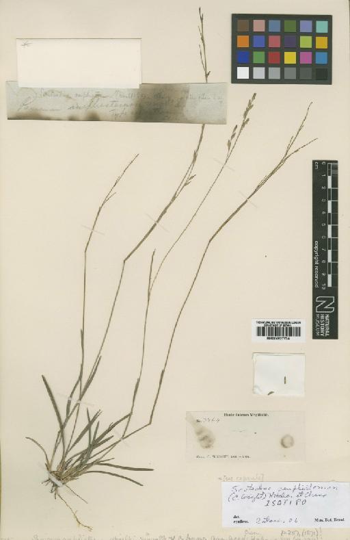 Scutachne amphistemon (C.Wright) Hitchc. & Chase - BM000927734