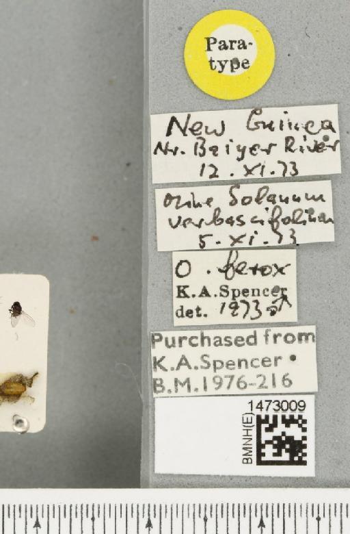 Ophiomyia ferox Spencer, 1977 - BMNHE_1473009_label_47393