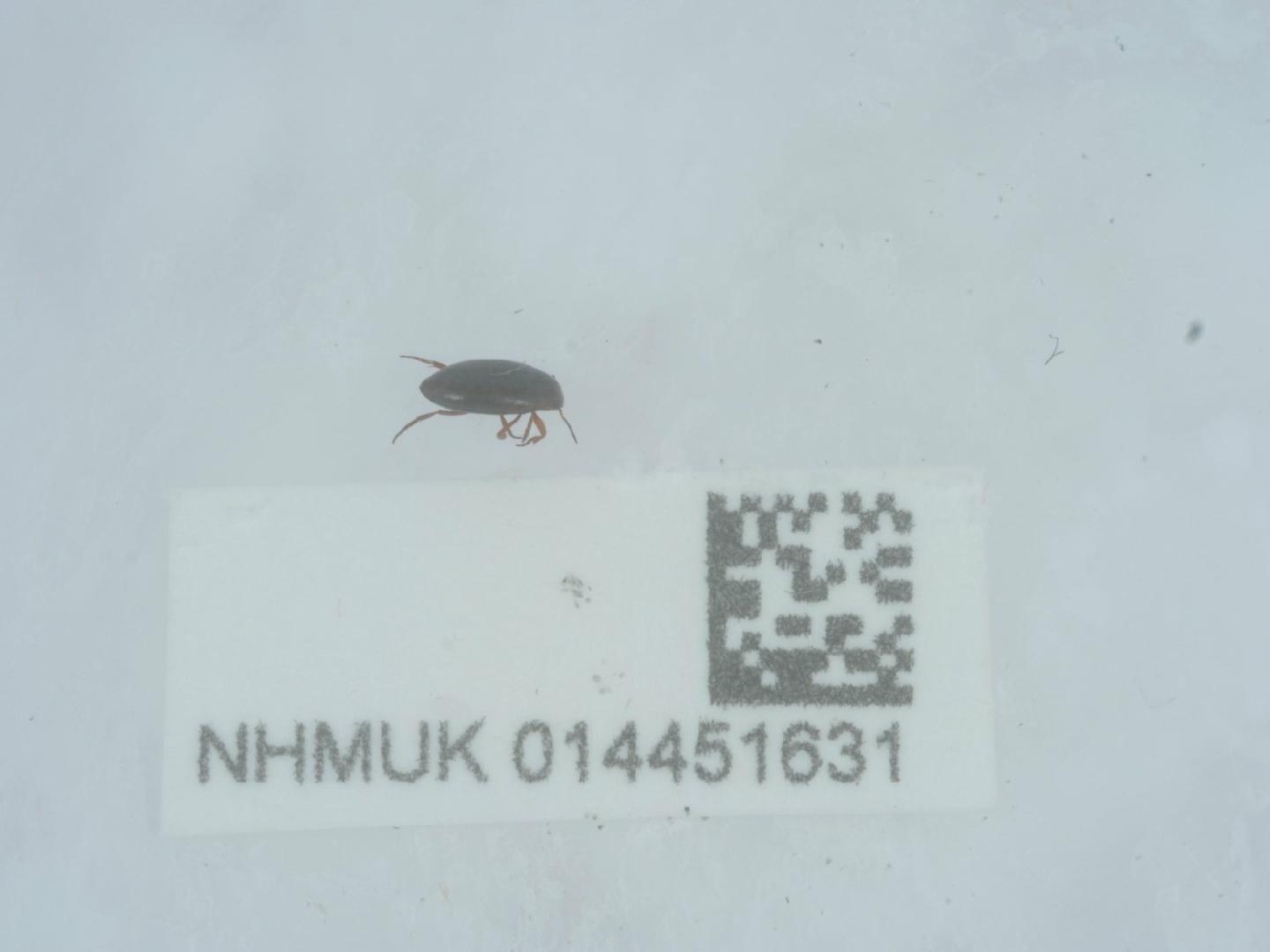 Hydroporus obscurus