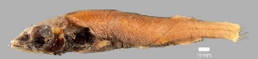 Alepocephalus australis Barnard, 1923 - BMNH 2022.5.17.30, Alepocephalus australis