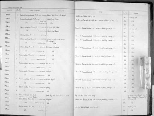 Triphoris vestalis Adams, 1851 - Zoology Accessions Register: Mollusca: 1962 - 1969: page 131