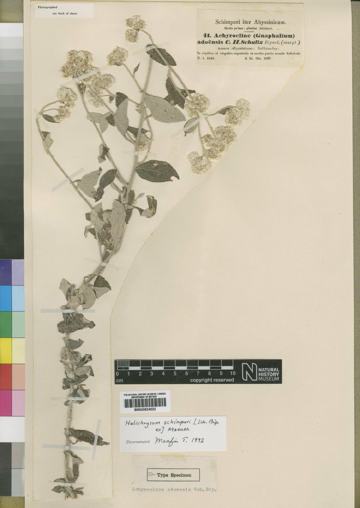 To NHMUK collection (Helichrysum schimperi Moeser; TYPE; NHMUK:ecatalogue:4529070)