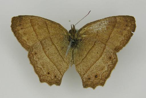 Euptychia angularis Butler, 1867 - BMNH(E)_ 1204762_Yphthimoides_(Euptychia)_angularis_Butler_T_male (3)