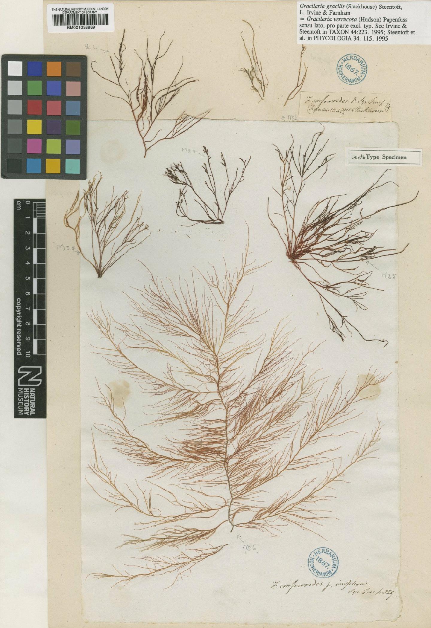 To NHMUK collection (Gracilaria gracilis (Stackh.) Steentoft, L.M.Irvine & Farnham; Lectotype; NHMUK:ecatalogue:699040)