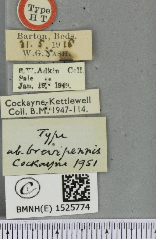 Macrothylacia rubi ab. brevipennis Cockayne, 1951 - BMNHE_1525774_label_196440