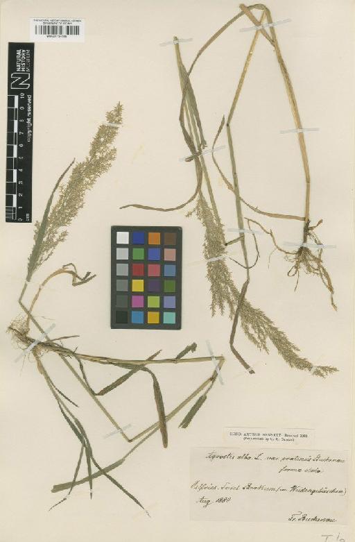 Agrostis stolonifera L. - BM001134195