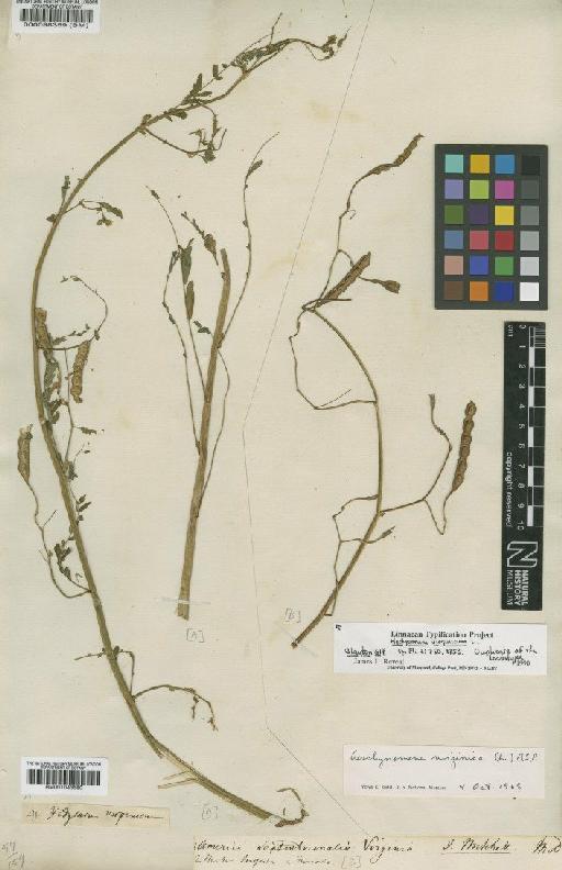 Hedysarum virginicum L. - BM000098359