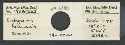 Globigerina falconensis Blow, 1959 - ZF6180.jpg