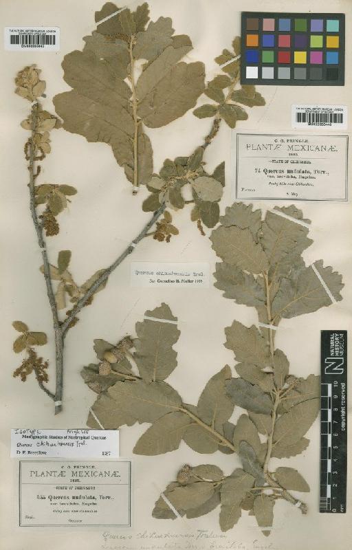 Quercus chihuahuensis Trel. - BM000993446