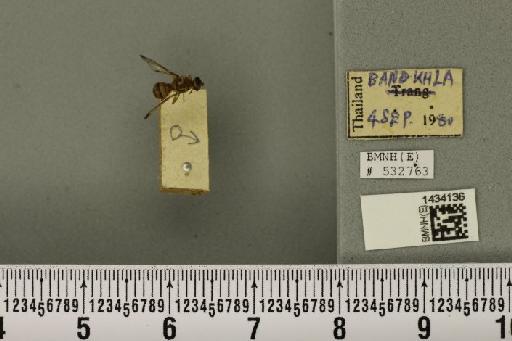 Bactrocera (Asiadacus) apicalis (De Meijere, 1911) - BMNHE_1434136_28354