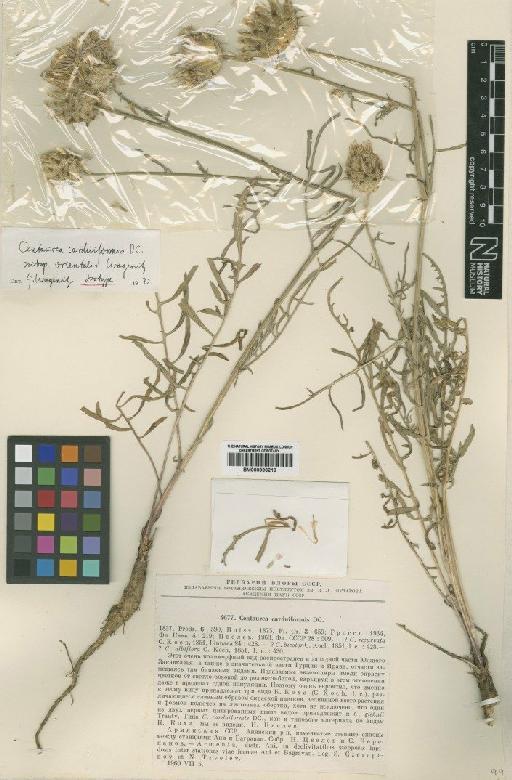 Centaurea carduiformis DC. - BM000906218