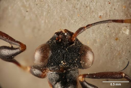 Neodryinus maculicornis (Cameron, P., 1888) - 012858896_Neodryinus_maculicornis_HT_dorsal_head