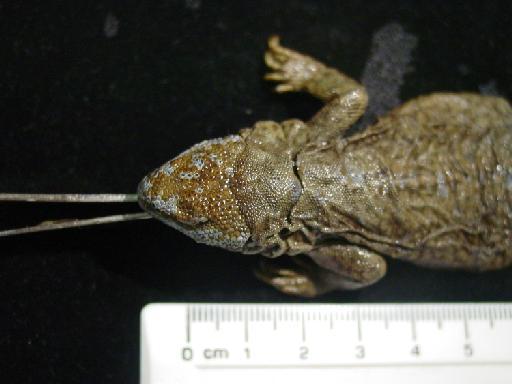 Phymaturus palluma Molina, 1782 - Centrura flagellifer type 1946.8.29.84 003.JPG