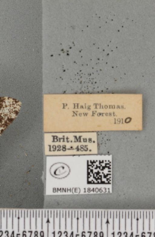 Biston betularia (Linnaeus, 1758) - BMNHE_1840631_label_413621