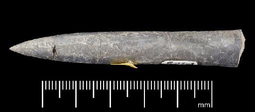 Simpsonibelus expansus (Simpson) - PI CC 1328 - belemnite