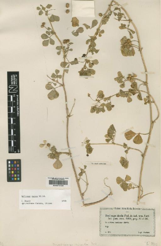 Medicago murex Willd. - BM000751191