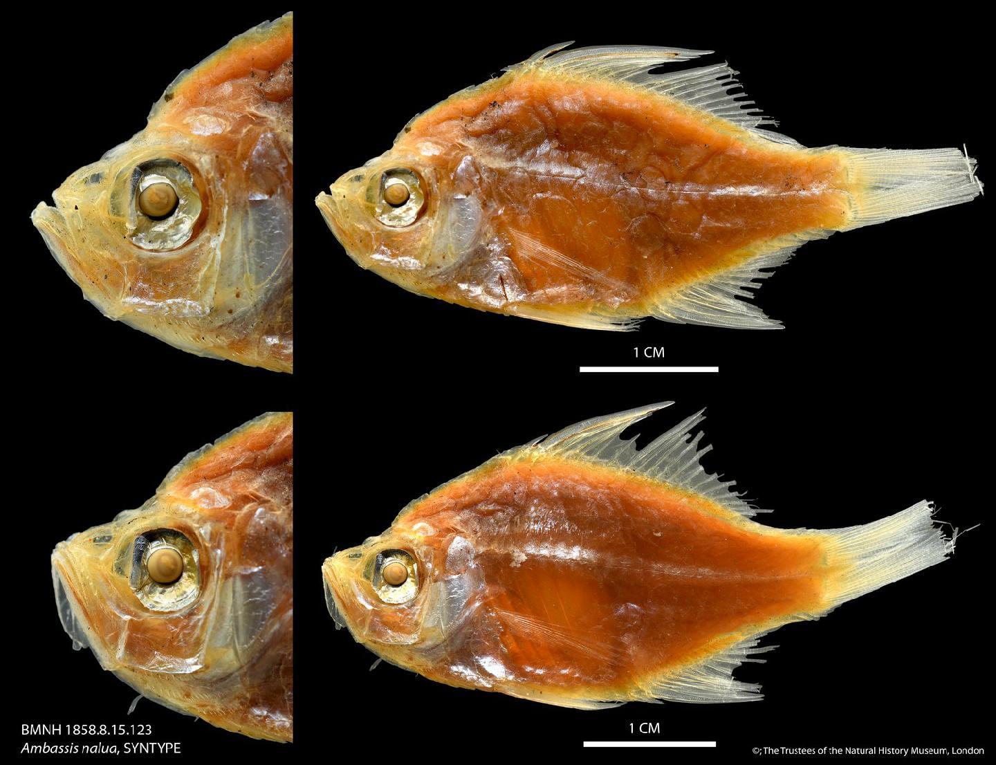To NHMUK collection (Ambassis nalua (Hamilton, 1822); SYNTYPES; NHMUK:ecatalogue:2589771)