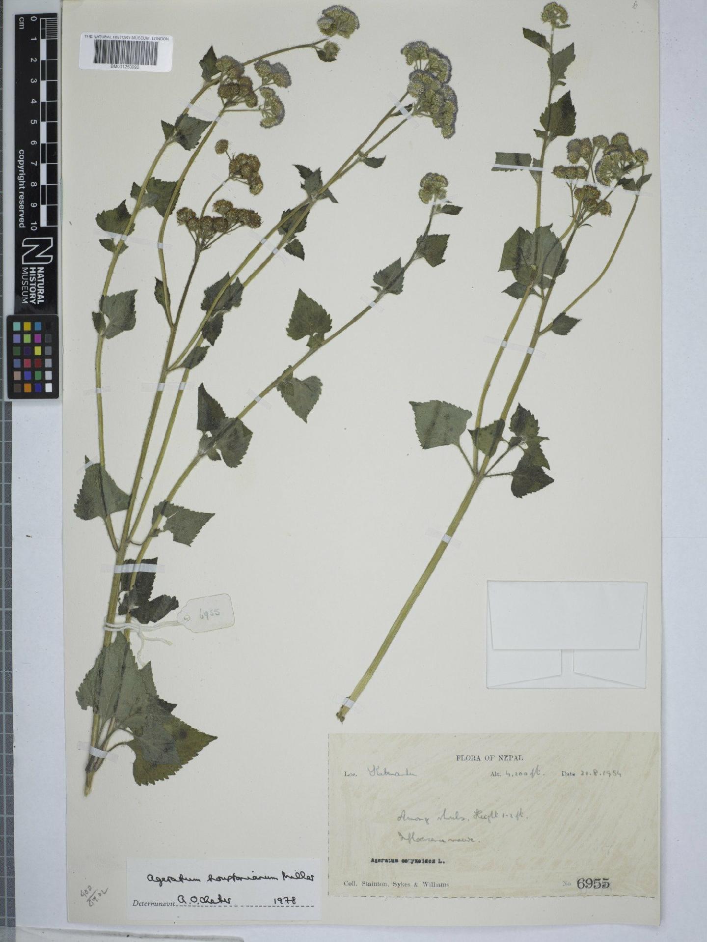 To NHMUK collection (Ageratum houstonianum Mill.; NHMUK:ecatalogue:9151069)