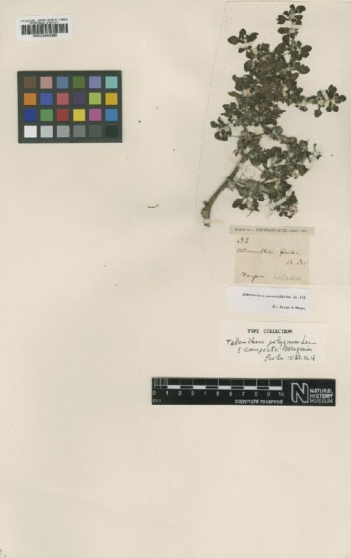 Alternanthera paronychioides A.St.-Hil. - BM000993099