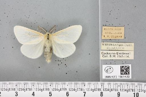 Leucoma salicis (Linnaeus, 1758) - BMNHE_1561420_251067