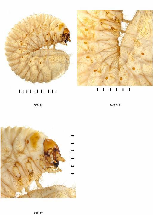 Cetonia (Cetonia) aurata (Linnaeus, 1758) - Cetonia aurata contact sheet BMNH#989622