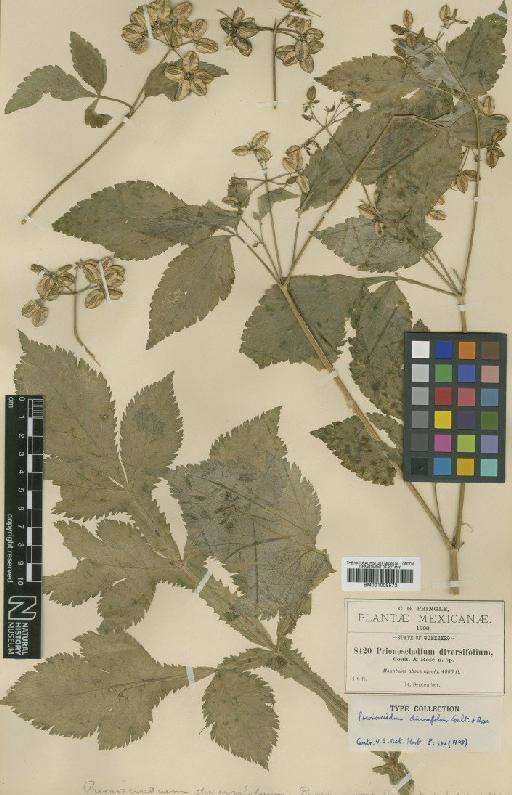 Prionosciadium diversifolium Rose - BM001008573